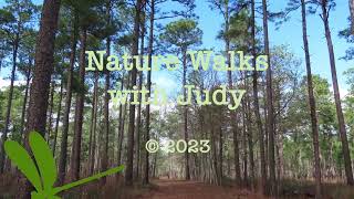 Longleaf Pine