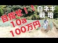 10aで100万稼ぐ白ネギ栽培の話#206 の動画、YouTube動画。