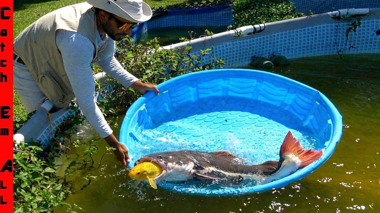 We STOPPED a BIG RED Fish PROBLEM!...i Think - YouTube