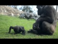 La bebé gorila VIRUNGA cumple 6 meses en BIOPARC Valencia