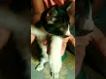 Cat's dancing. cute kitty. adorable cats. subscribe for more videos..