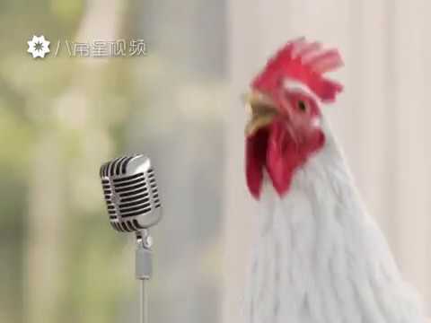 Şarkı söyleyen horoz ve tavuklar