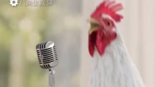 Şarkı söyleyen horoz ve tavuklar