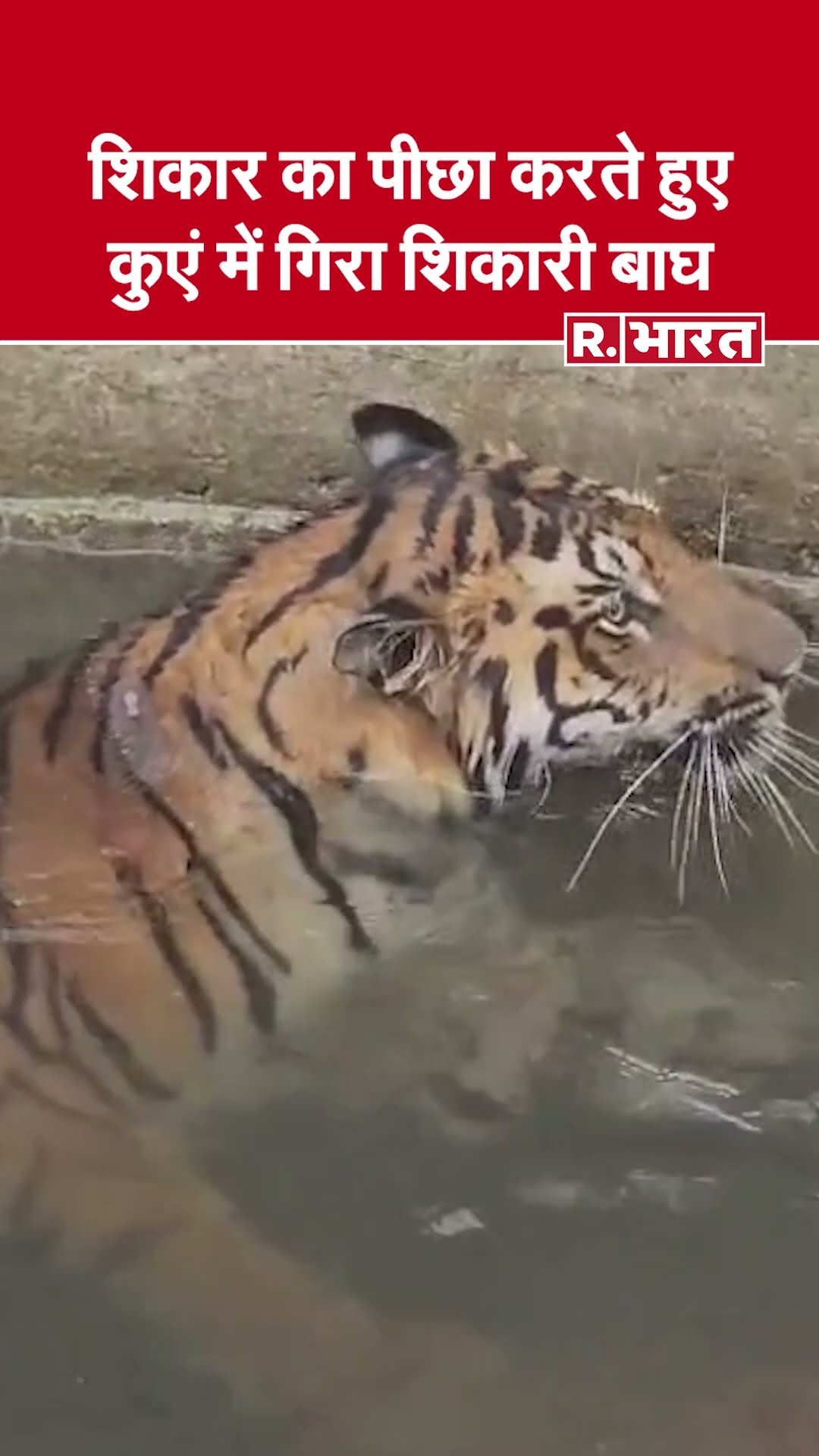 जंगली सूअर का पीछा करते हुए कुएं में गिरा शिकारी बाघ, बचाने में जुटी वन विभाग की टीम |