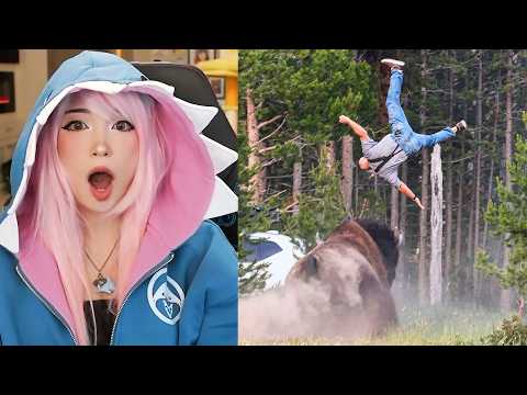 Emiru Reacts to "When People Get Too Close To Animals" by @DailyDoseOfInternet