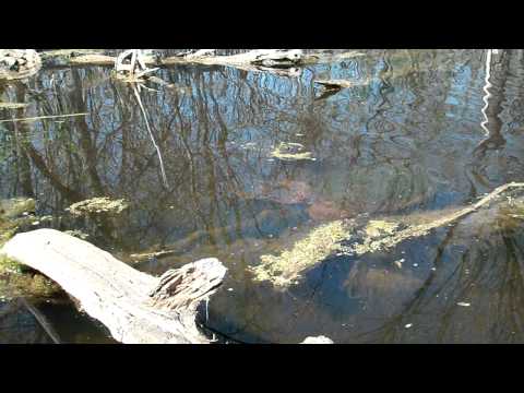 Giant Snapping turtle next to Kayak