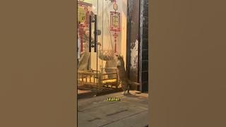 Dua kucing dengan kehidupan yang berbeda !!