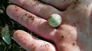 Marble hunting my first glazed clay Bennington marble