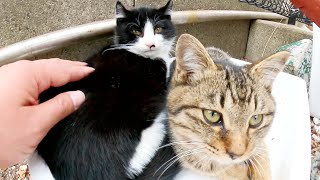 初めて冬を経験する猫兄弟が箱の中に入ってお互いを温め合う