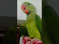 parrot sound #shortvideo #parrot #greenparrot #talkingparot #viralvideo #youtubeshorts