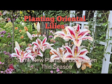 Planting Oriental Lilies