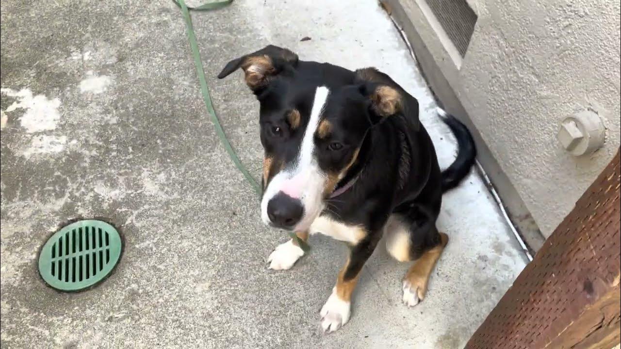 "How To" Train Your Dog NOT To Run Out The Gate YouTube