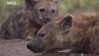 Bbc Belgesel-Sırtlanlar Bufaloyu Canlı Canlı Yiyor