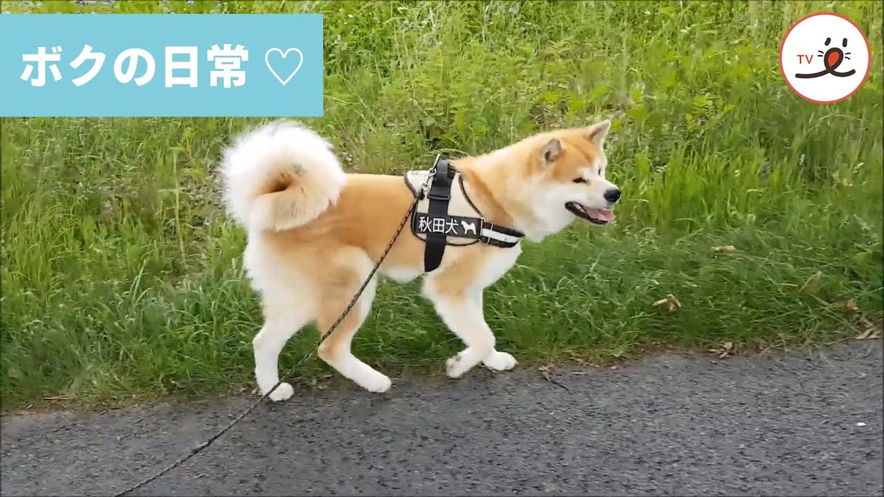 ドイツの大自然に囲まれて育つ秋田犬のユウキくん Peco Tv Youtube