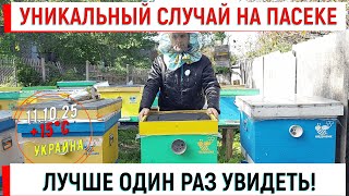 картинка: Уникальный случай на пасеке. Лучше один раз увидеть!