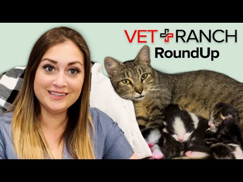 Kitten DELIVERY on Vet Ranch RoundUp! - Kitten DELIVERY on Vet Ranch RoundUp!