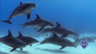 Sea of Tranquility | Sherry Finzer & Chris B. Jácome | Heart Dance Records | Relaxing Flute Guitar