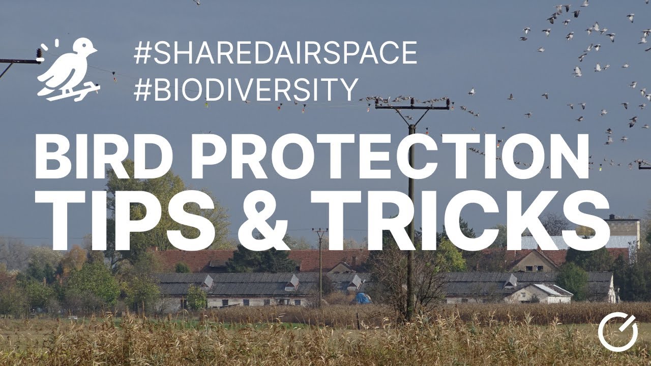 Protecting birds around power lines: Solutions & implementation issues ...