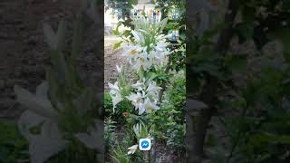 Как скачать мортол комбат 9 на андроид screenshot 5