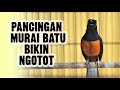 Langsung Gacor Tambah Emosi Dengan Pancingan Murai Batu Yang Ngamuk Ini Mp3 - Mp4 Download