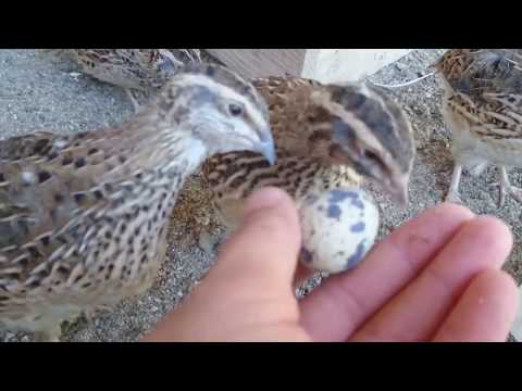 Video: Yapon Bildirçin (Coturnix Japonica) - ölkədə Və Mənzildə Saxlanılır