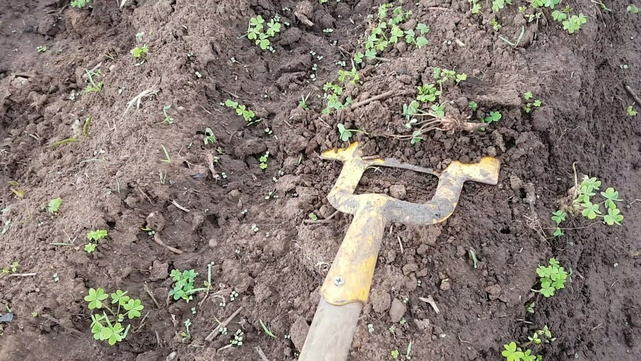 How To Weed Using A Dutch Hoe At The Market Garden With Farmer