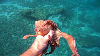 Octopus, Streaked gurnard, Moray eel and more