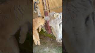 You Shouldn&#39;t Show A Lion Cub to A Donkey #lion #animalshorts  #lionsfight #reaction