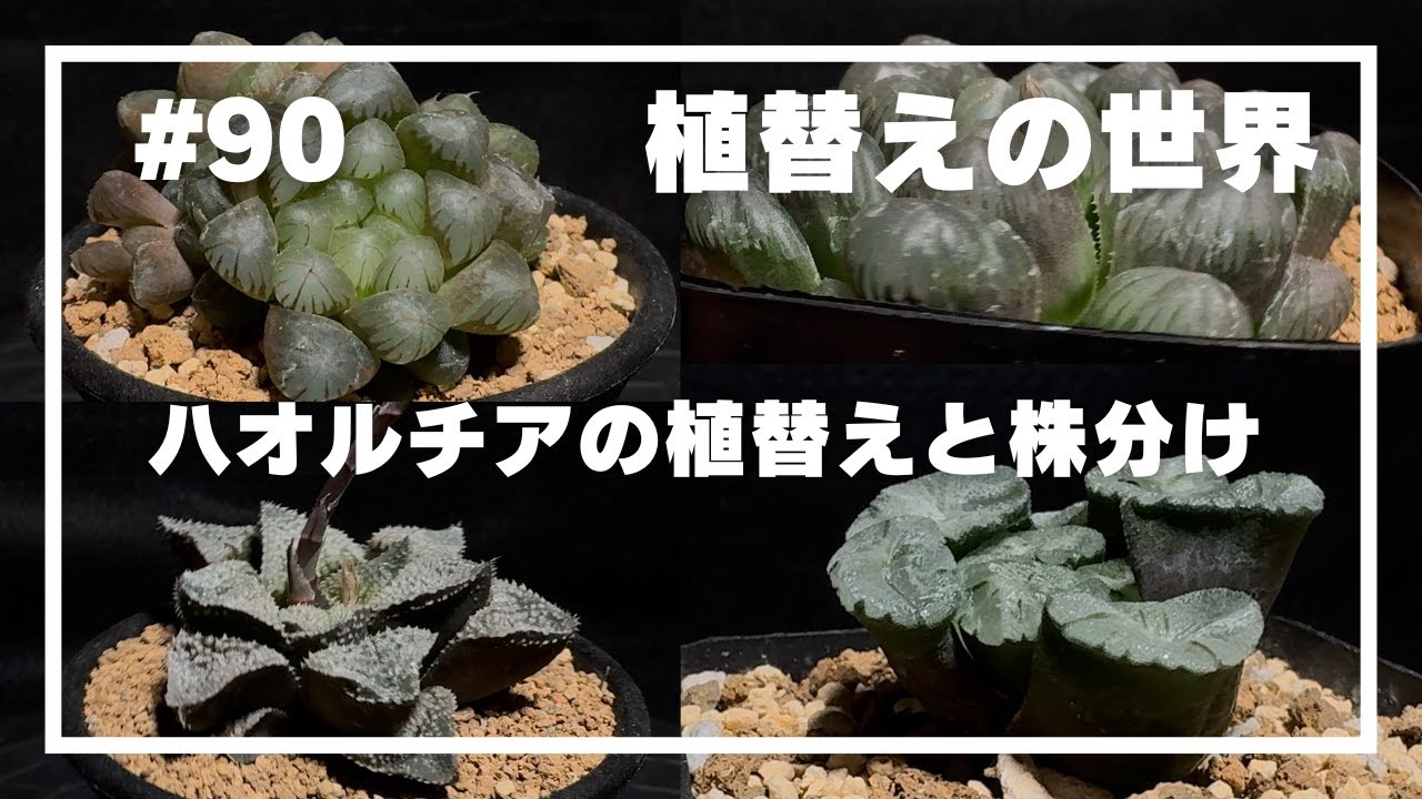 【ハオルチア】#90 _植替えの世界／春に大量のハオルチアを植え替える