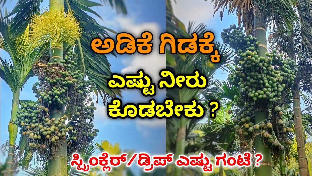 ಅಡಿಕೆ ತೋಟಕ್ಕೆ ನೀರು, ಗೊಬ್ಬರ ಹೇಗೆ ಕೊಡಬೇಕು? ಸ್ಪ್ರಿಂಕ್ಲೆರ್ / ಡ್ರಿಪ್ ನೀರಾವರಿ ಹೇಗೆ ಮಾಡಬೇಕು?