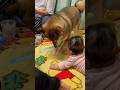 ホリホリで赤ちゃんを喜ばせる柴犬