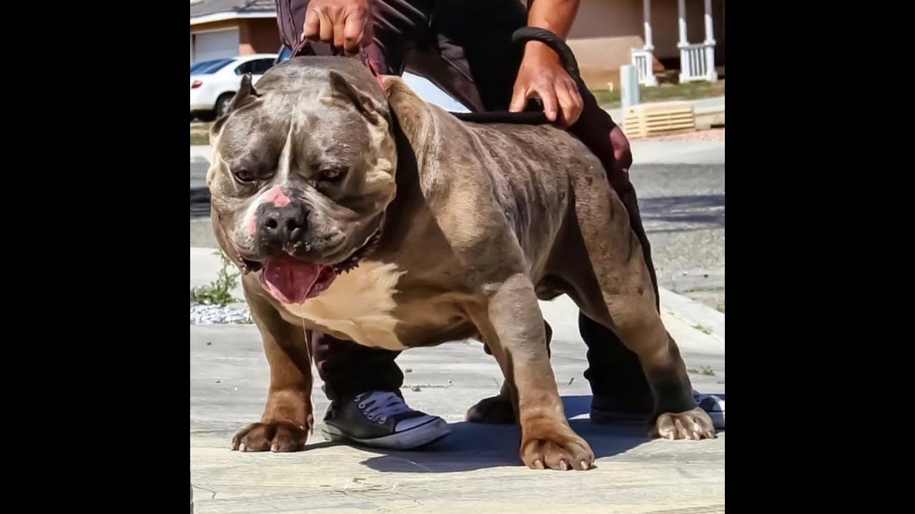 How To Make Your Pitbull Or Bully Bigger!!