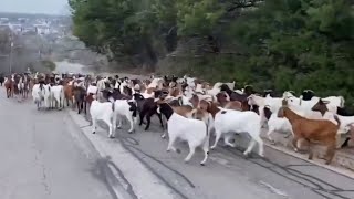 'We got one runner': Texas police wrangle escaped goats through neighborhood