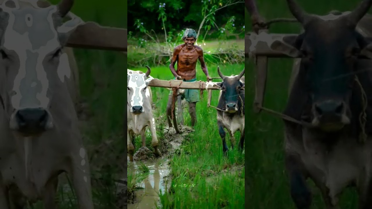 ✨Kaanum 🌟pongal 💯mass 💥WhatsApp status in 🔥Tamil 