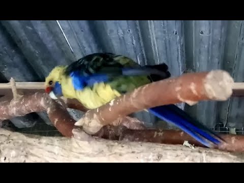 ПОПУГАИ, РОЗЕЛЛЫ, видео разные птицы в Зоопарке