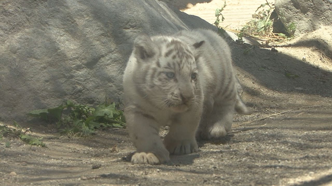 ホワイトタイガーの赤ちゃん公開 よちよち歩きに かわいい の歓声 Youtube