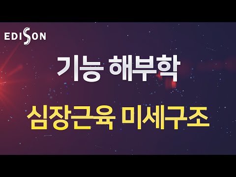 [EDISON 전산의학 심장생리학] 기능 해부학 : 심장근육 미세구조