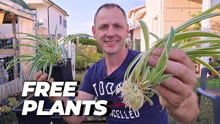 How to propagate Spider plant! How To Propagate Spider Plants Easiest Method
