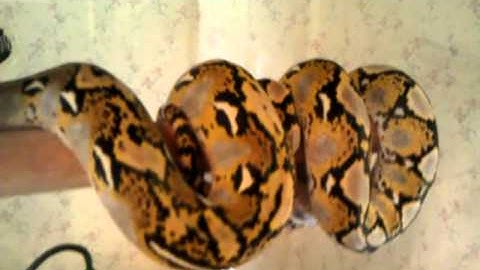 Platinum Reticulated python