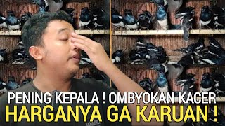 UPDATE ! HARGA KACER OMBYOKAN SEKARANG SEMAKIN GA KARUAN DI PASAR BURUNG PRAMUKA HARI INI