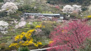 桃の花に十二単 2025/04/01 二分咲き 上久喜の花桃 〜高知県仁淀川町〜 - YouTube