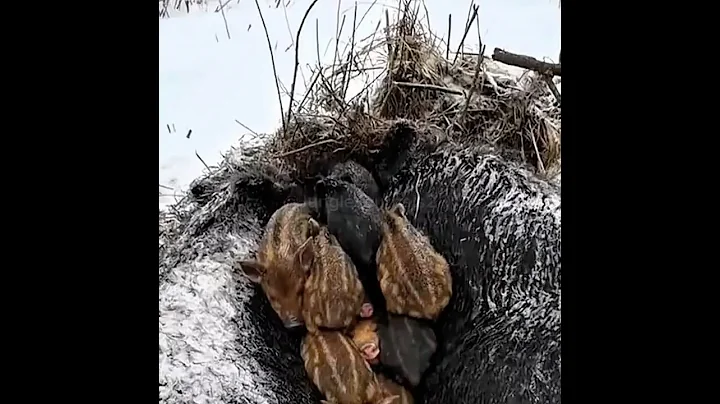 Wild boars survive –20°C nights by using teamwork and body heat! #shorts #viralshorts