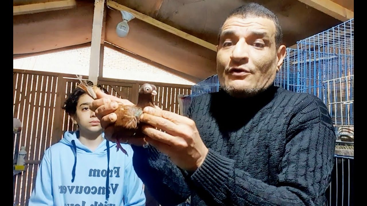 رحبوا معايا بيوسف البرد قاتل للحمام الفرق بين البرد البكتيري والفيروسي وطرق العلاج #م_أسامة_حسين