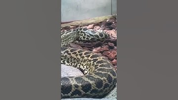 big snake #snake #snakevideo #video #viral #shortsvideo #shorts #short #ular #serpent #shere