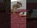 chocolate Vs badam😃😃 #squirreleating #squirrel #youtubeshorts #viralshorts #funnyshorts #funny