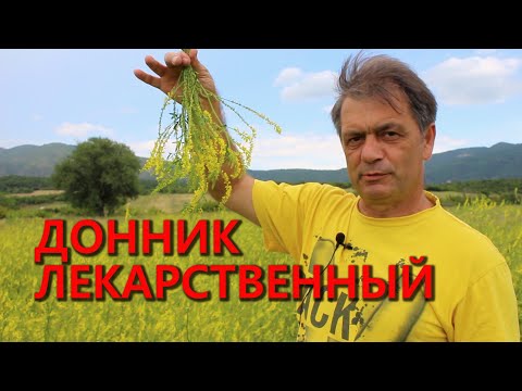 Vidéo: Herb Melilotus Officinalis - Propriétés Utiles, Application