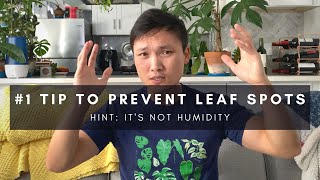 #1 Tip for Leaf Spots (it’s not humidity) | Preventing & Treating| Indoor Houseplant Care | Ep 137 screenshot 3