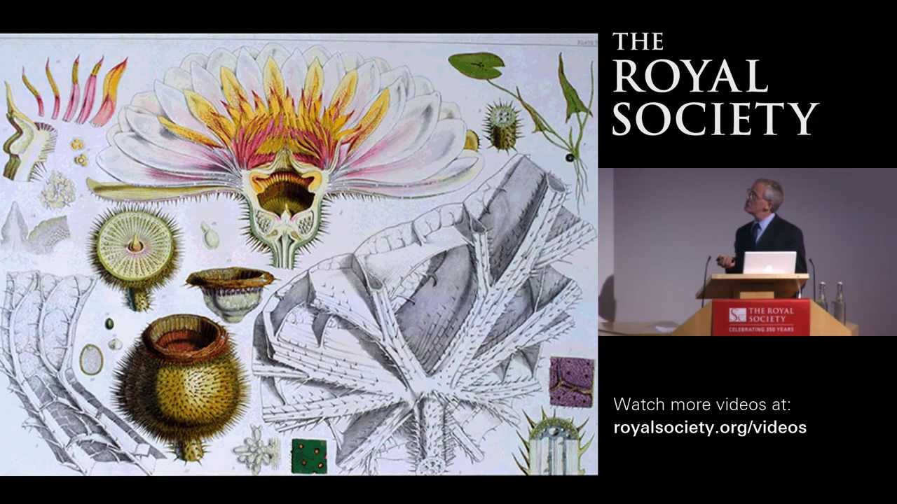 The Origins of Flowers YouTube