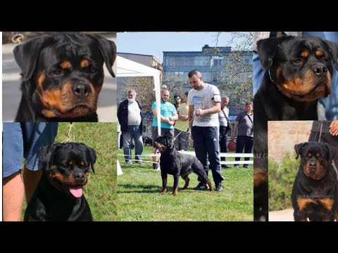 India's Most Beautiful Rottweiler Females // Vom Gehlaut Rottweilers \\