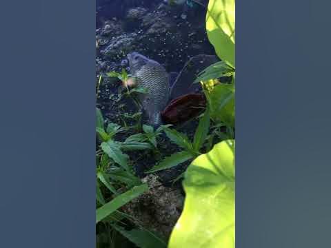 Расти малыш - YouTube